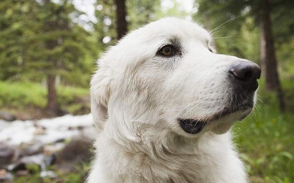 世界上体型最大的犬种, 堪称狗狗中的巨无霸