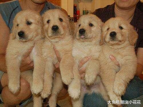 购买金毛犬, 到底是选公的好, 还是选母的比较好?