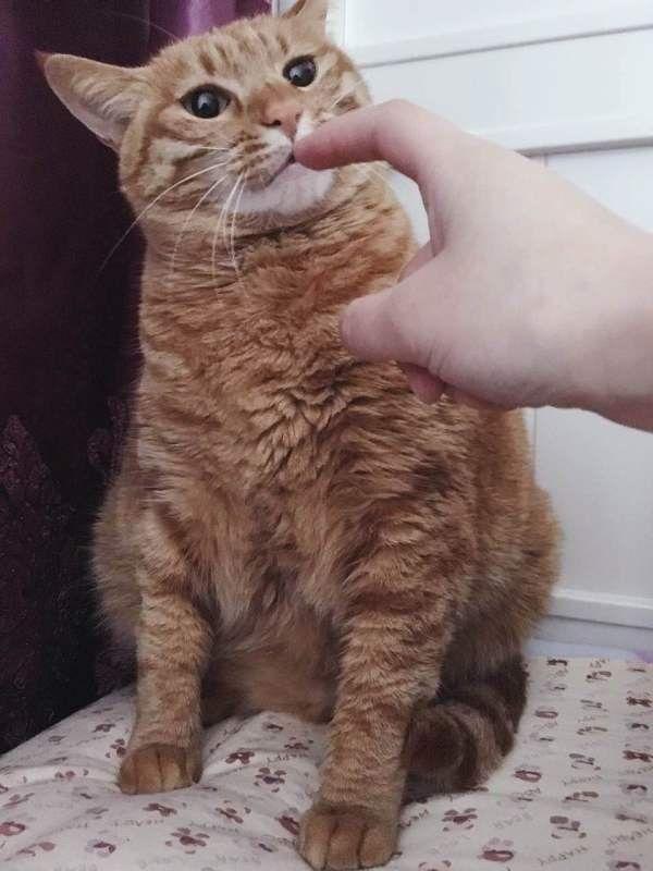岁月是把杀猪刀, “杀”了我的小奶猫