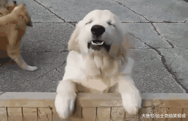 金毛笑成“眯眯眼”, 因太治愈而走红, 主人: 没买零食!