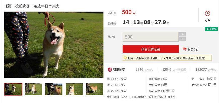 法院500元拍卖纯种柴犬, 15万人线上围观