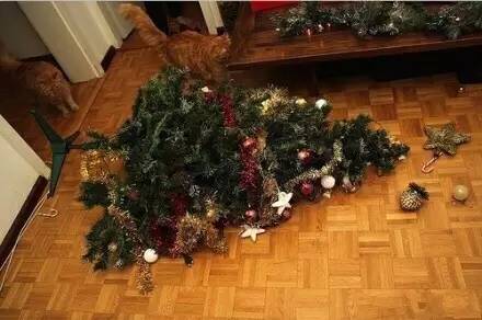 这绝对是圣诞节猫奴最想收到的礼物, 没有之一!