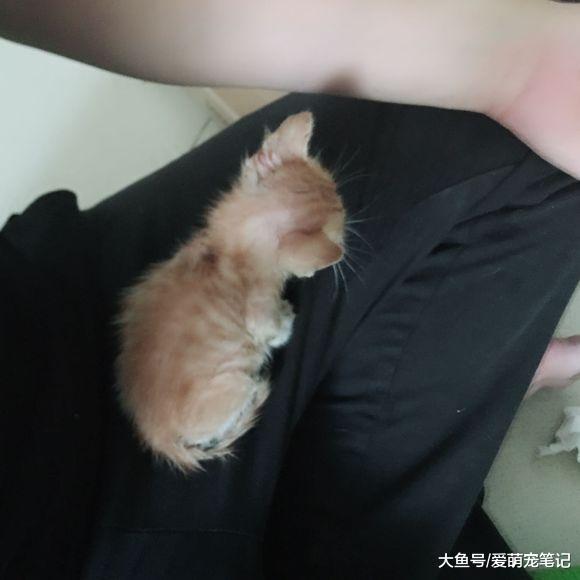 猫妈不幸出车祸, 朋友也没有细心照顾小奶猫, 女孩的做法让人暖心