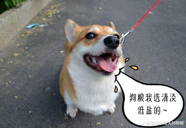 笑我为什么喜欢养狗, 看完这5点你还想笑我吗?