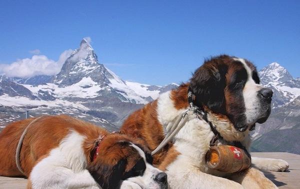 世界上体型最大的犬种, 堪称狗狗中的巨无霸