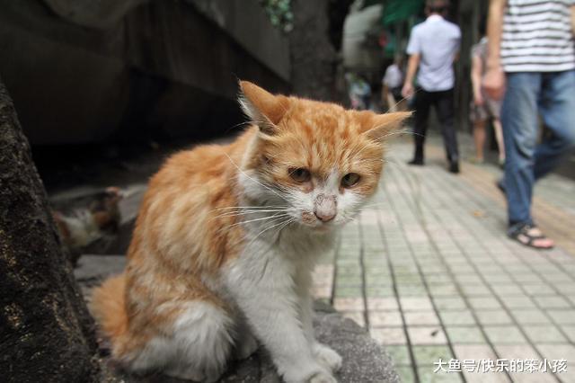 你收养的流浪动物, 和最初进门时有什么不同?