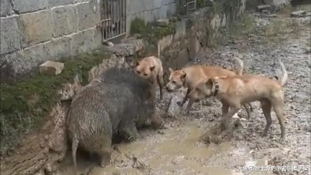 三条土狗围着野猪叫, 就是不冲上咬, 你们是打算吃光空气憋死猪吗