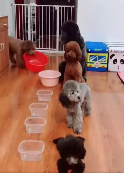 泰迪排队吃饭, 主人说碗大装的多, 结果它把大家伙叼上来了!