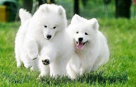 朋友, 千万不要被“坑”了, 萨摩耶可不是微笑天使!