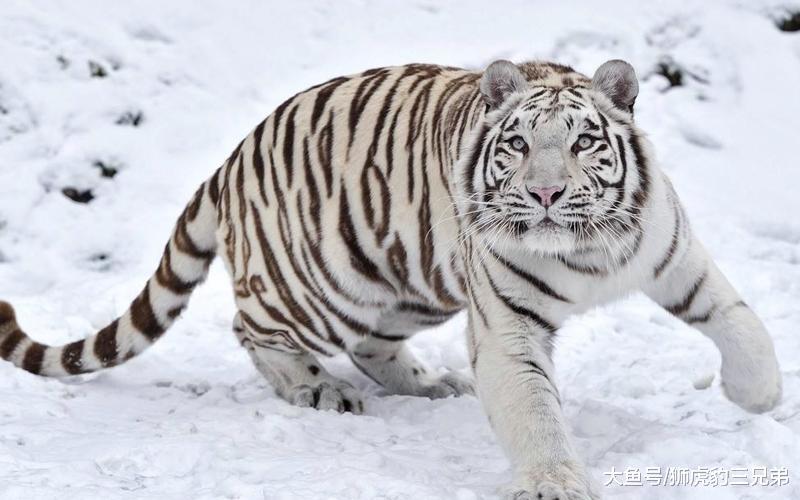 它们是老虎里面的“变种人”, 个头虽然更大, 但生存能力却很弱