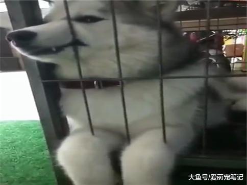 网友晃动二哈的双脚, 狗狗爪子和眼神形成了强烈的反差萌, 好可爱