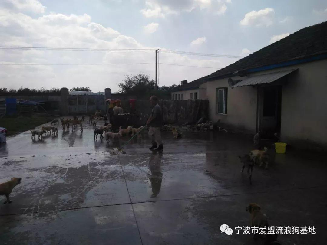 寒风已至, 为爱盟基地的毛孩子们募粮过冬