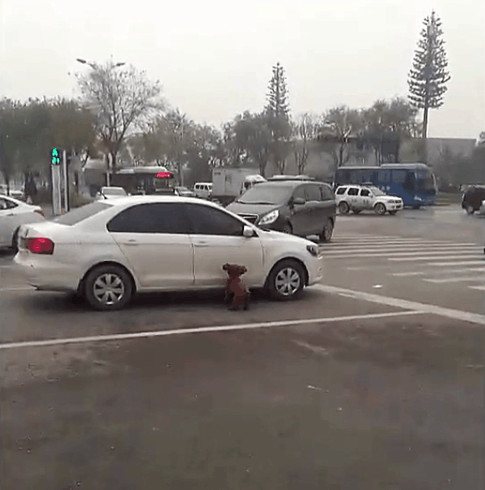 泰迪在马路上走丢, 拦着汽车不让走, 狗: 我的主人在哪儿……