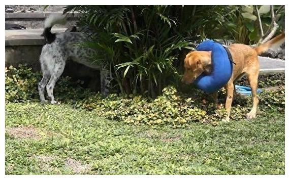 流浪狗瘦得只有一身架子, 当它开始长肉肉时, 新主人比结婚还开心