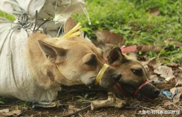 宠物狗被抓走当「狗肉贩卖」捆绑到窒息, 被迫看着同伴在眼前「活活斩首喷血」超可恶!