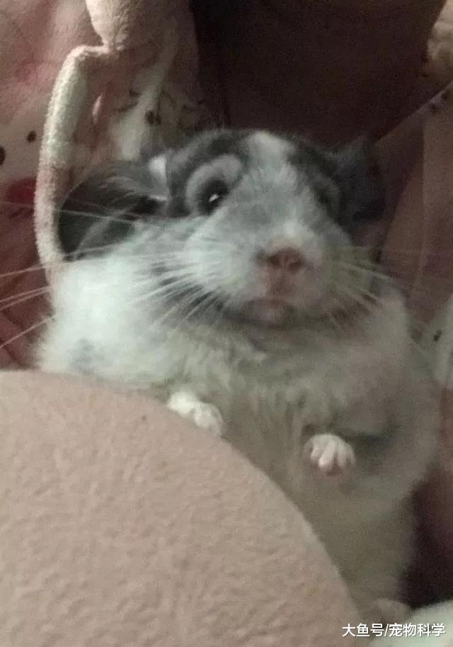 养了龙猫后, 我也能说我是有猫一族