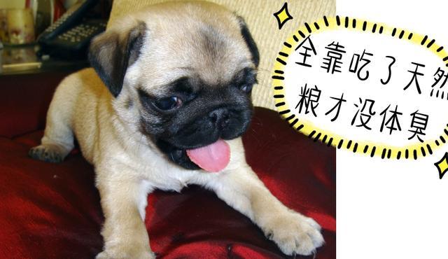 为什么有些人不喜欢巴哥犬? 以下这5个原因, 可以了解一下!