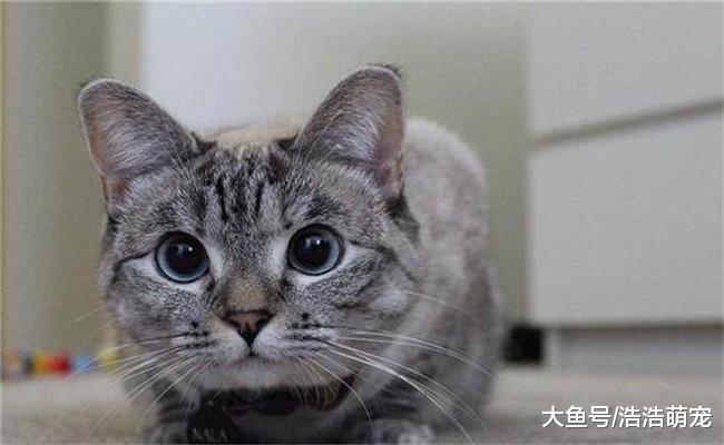 有5件事不能对猫咪做, 第一个它会伤心, 第五个它和狗狗都害怕