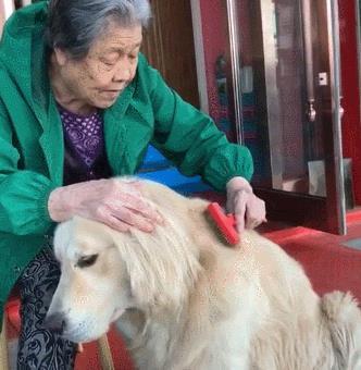 相差80岁的老伴, 奶奶给金毛梳毛, 金毛乖乖的低头, 奶奶笑中含泪