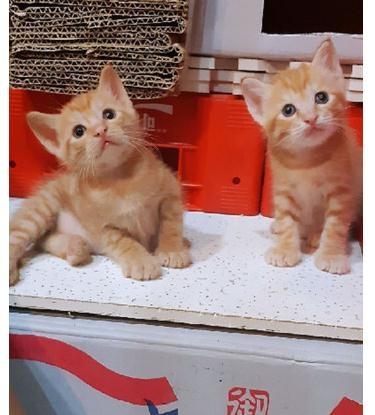 主人狂挥逗猫棒想消耗小喵体力, 没想到狂摇20秒后头晕的竟是自己