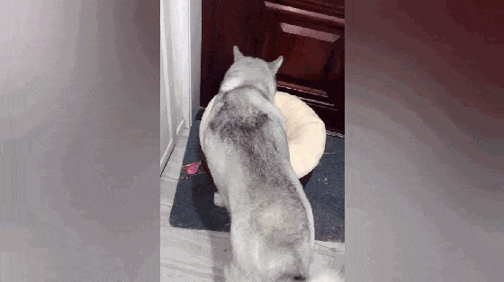 主人给猫买新窝, 哈士奇躺在窝里不走, 二哈: 我占的就是我的……