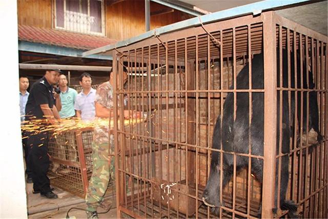 老奶奶捡到流浪动物后细心照顾, 长大后发现是黑熊, 无奈将其送走
