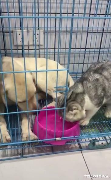 加菲猫喝了狗狗水盆中的水, 还没出笼就吐了, 网友: 这得多嫌弃啊