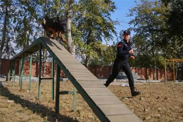 警犬德牧每日陪伴警花, 在众多警察中屡立功劳, 被评杰出工作犬!