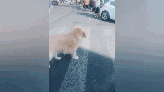 贪吃金毛跟主人去超市, 叼起半扇排骨就跑, 主人一直追到大街上…