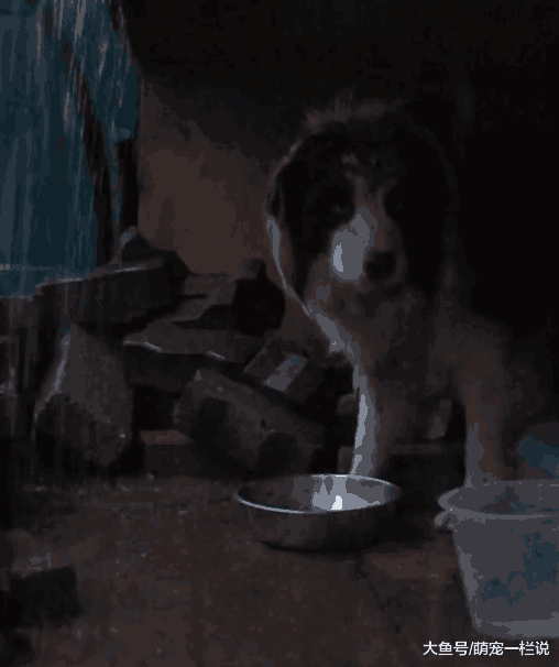流浪边牧犬捡垃圾吃时, 看见别的狗和主人开心散步, 眼里尽是哀伤