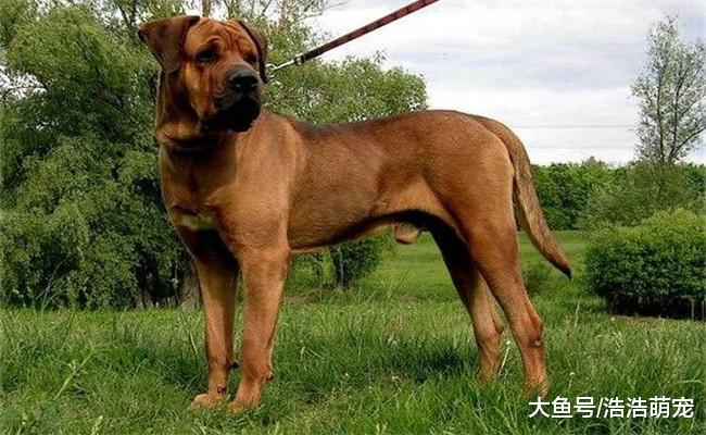 最容易翻脸不认人的4种狗, 对主人不会忠心, 谁见了谁都会心寒