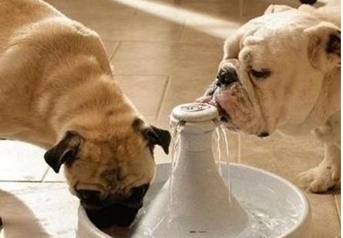 狗狗有这5种表现, 是吃盐过量的“警告”, 赶紧改过来!