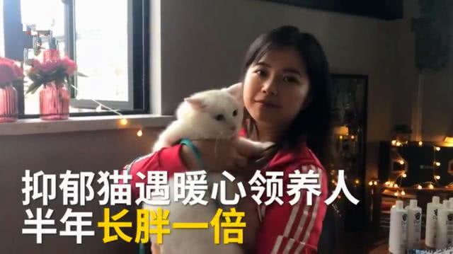 小白猫被弃养后患上抑郁症, 被暖心姑娘收养后, 猫咪体重翻番!
