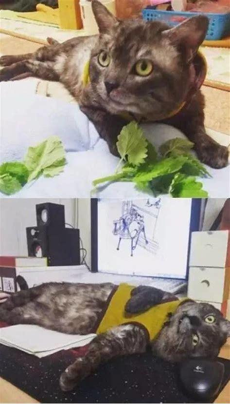 猫咪吸食猫薄荷后会疯癫到什么程度?