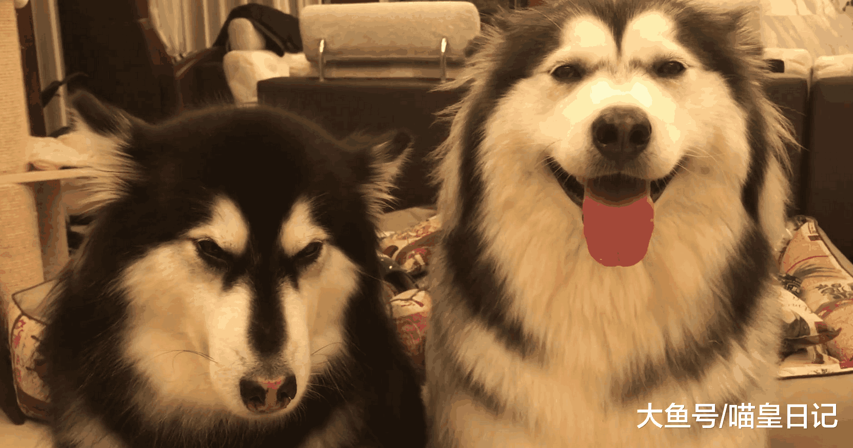 盘点五种不适合成为警犬的狗狗, 警察见了它们都想躲!