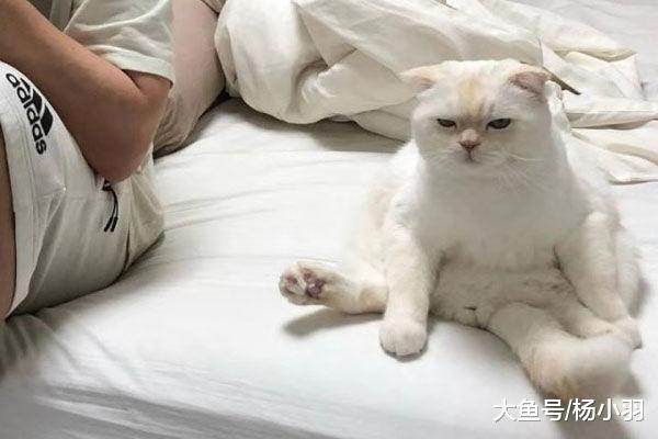 猫绝育后坐床上伤心欲绝, 主人杵一下它的脑袋, 结果猫如猛虎……
