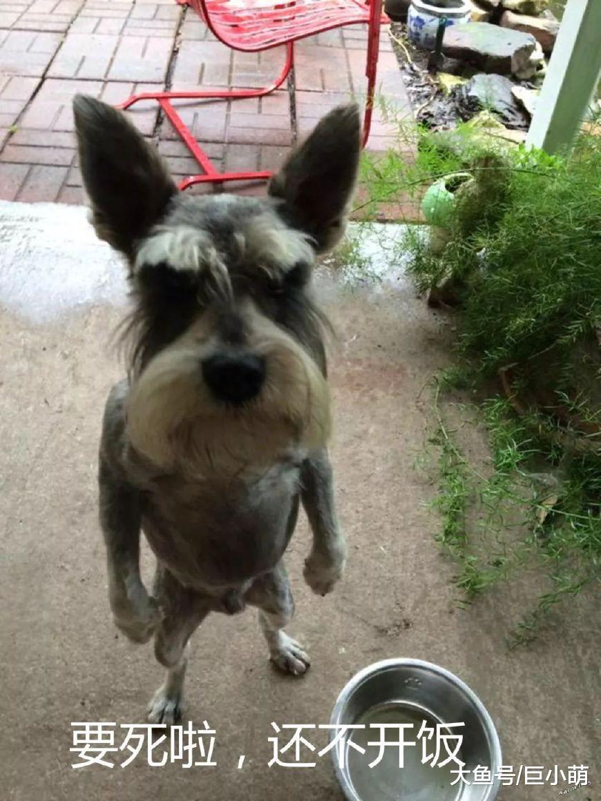 犬种百科 | 不论何时都像个臭老头? 带你重新认识迷你雪纳瑞