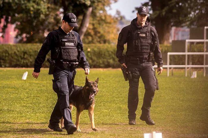 这才是警犬! 拍大片、执行任务、卖萌样样都行