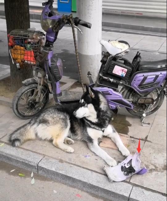 这条二哈突然就变成了网红狗, 就那么一个下午的时间!