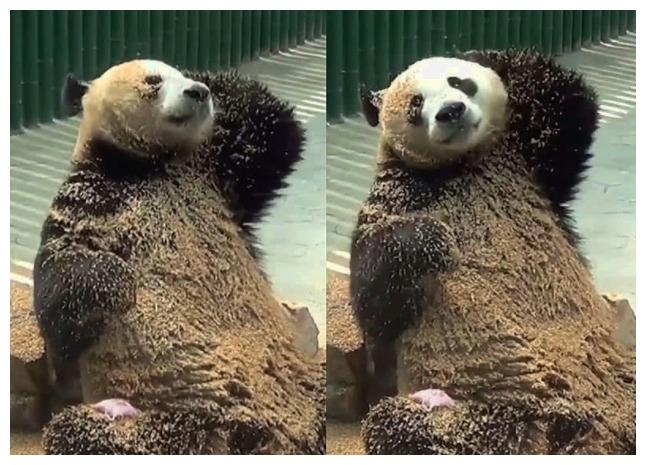 熊猫知道自己是贵族了吧? 它连洗个澡, 都是会所高级会员的感觉