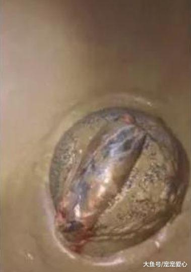 男子发现河里有个陶罐, 刚想拿起来手指刺痛流血, 看清后满脸高兴