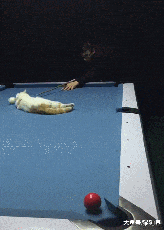 主人: 我承认打球这块还是你比我厉害, 猫: 你真的不行, 就会铲屎