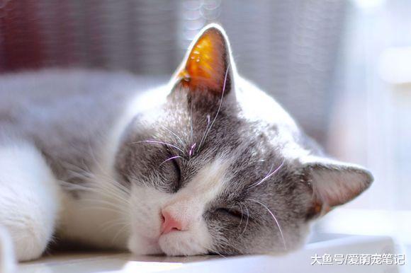 被朋友家人抛弃的英短猫, 在外面流浪的三周后被女孩收养, 好有爱