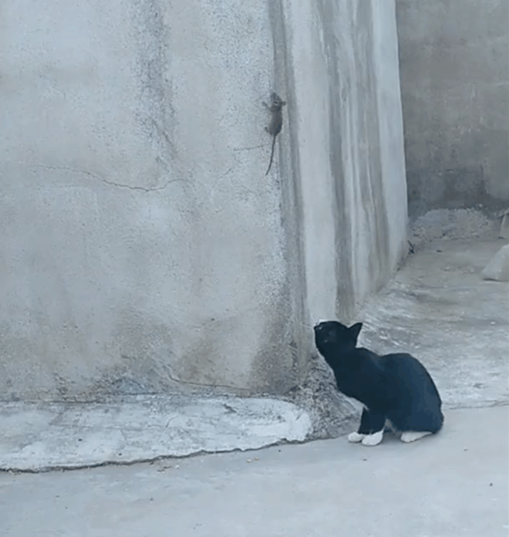 黑猫捉老鼠, 猫: 晚上不要煮我饭了, 鼠: 晚上也不用煮我饭了……