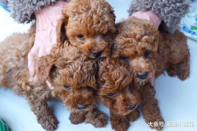 这6种狗狗不值得买, 想养狗的一定要睁大眼睛看清楚!