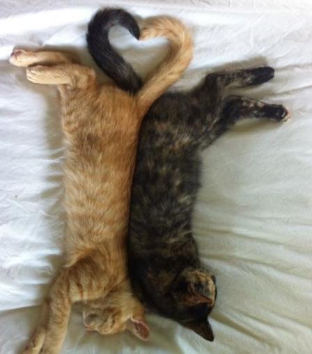 喵星人的花式笔芯, 你的圣诞礼物到了, 请查收!