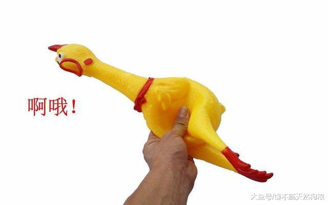 不瞒你说, 这5种东西对泰迪犬来说是克星, 绝对会害怕!