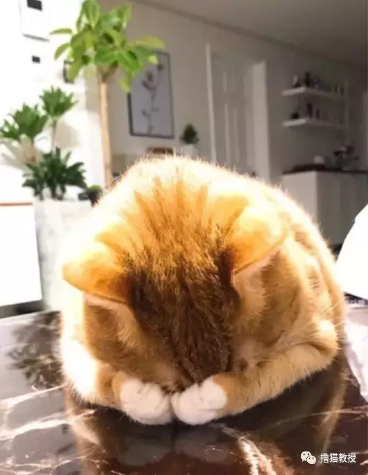 养一只橘猫有多惊喜? 网友捡了一只回家后就完全懂了