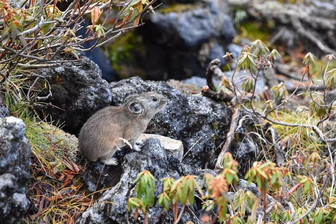 卖萌不输皮卡丘的鼠兔, 各位了解一下?