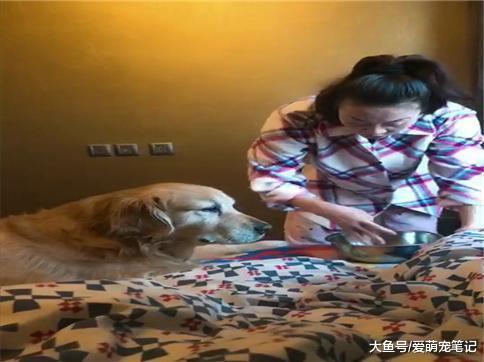 网友给金毛吃减肥餐, 老妈每天还偷摸着给它喂好吃的, 真是隔辈亲